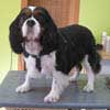 Charlie, Cav. King Charles Spaniel